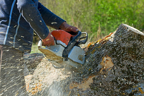 Best Tree Cutting Near Me  in USA